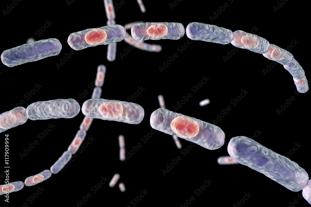 Bacillus anthracis, grampositive spore forming bacteria which cause