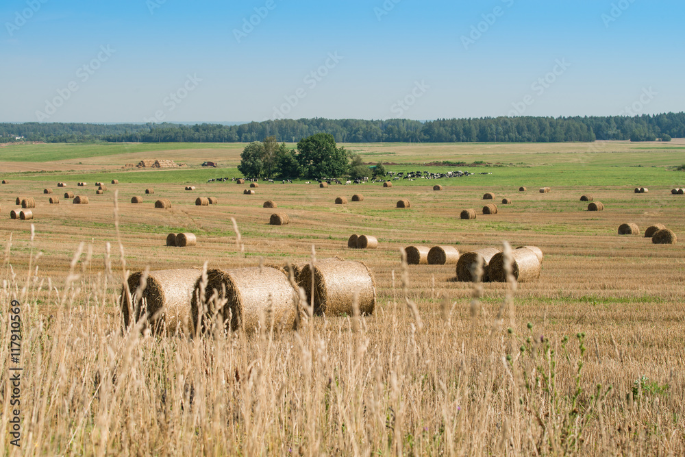 straw bales on a field / summer harvesting/ farmers