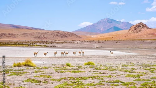 alpaca in nature, bolivia