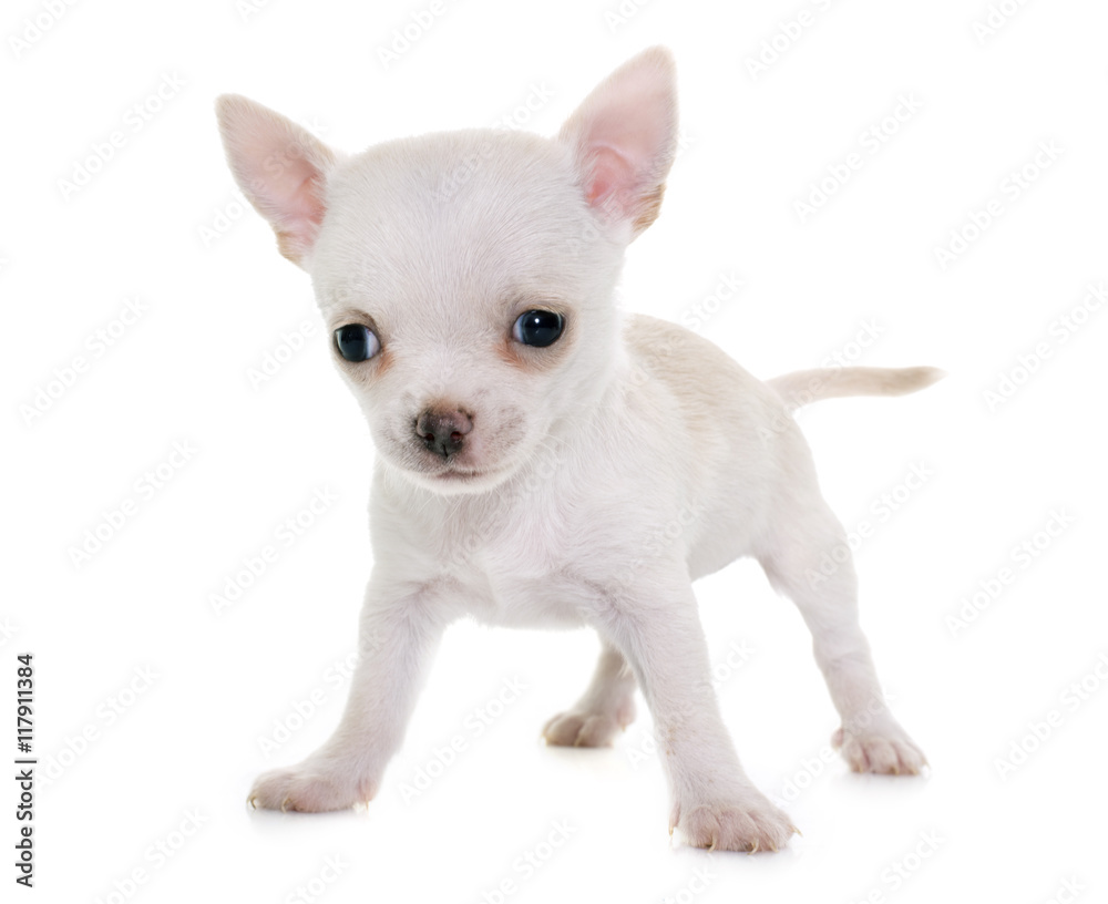 puppy chihuahua in studio