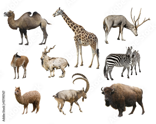 Fototapeta Naklejka Na Ścianę i Meble -  A collage of animals mammals artiodactyla