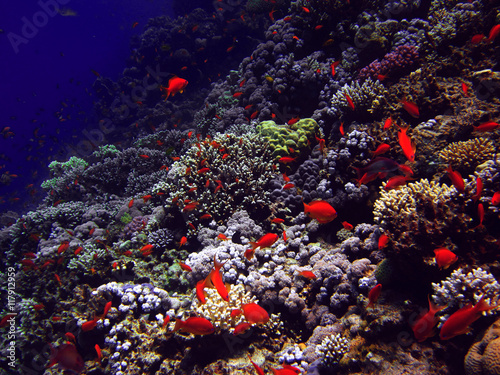 The coral reef on the sand bottom. Underwater paradise for scuba