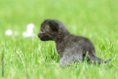 black cat standing on the meadow