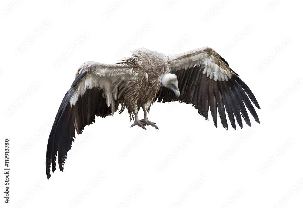 Fototapeta premium Griffon Vulture on white background isolate