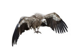 Griffon Vulture on white background isolate