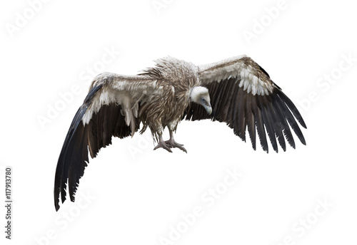 Griffon Vulture on white background isolate