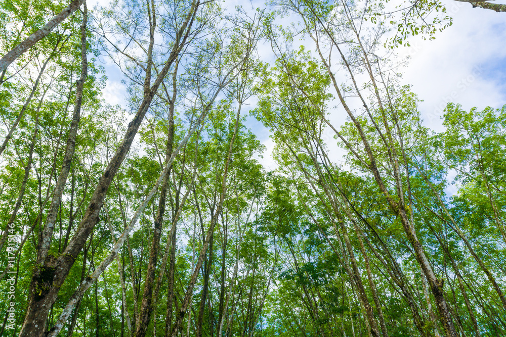 Above view leaf of rubber tree background
