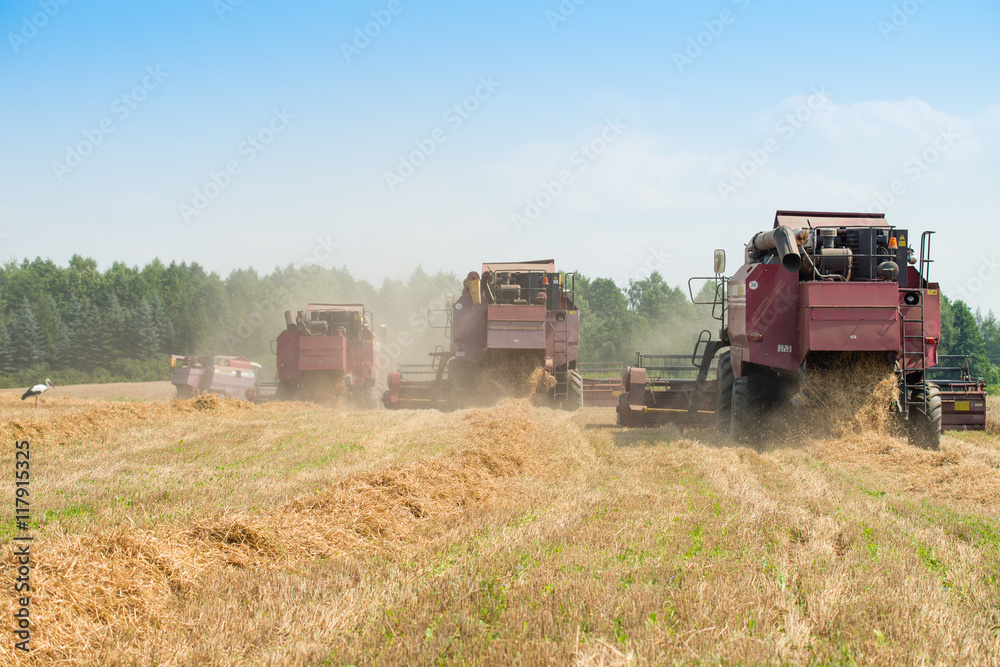 Fototapeta premium combine harvester on a wheat field with blue sky