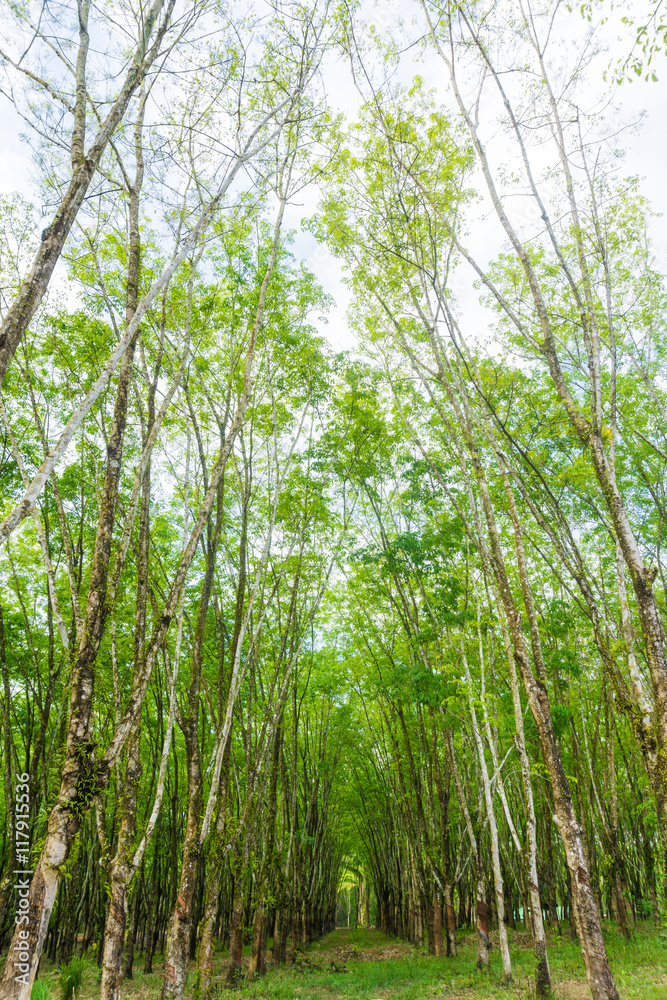 Agricultural industry row of rubber plantation tree Agricultural industry row of rubber plantation tree