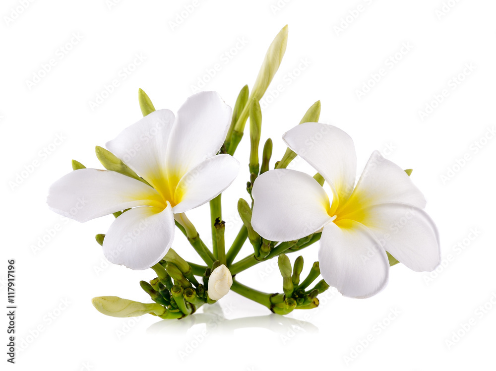 Obraz premium Frangipani flower isolated on white background