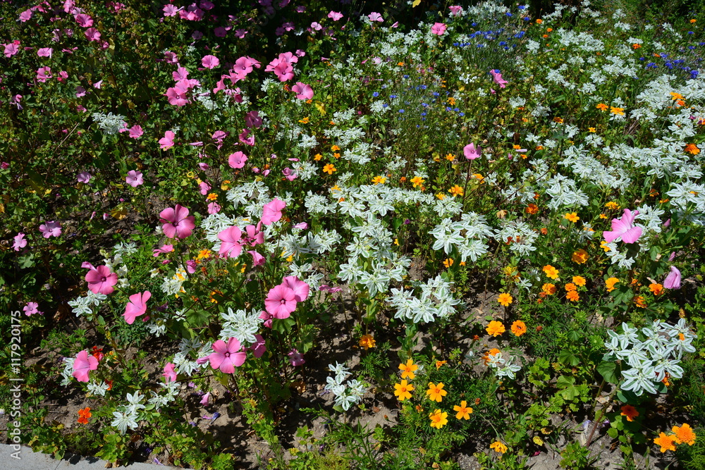 Flowerbed with  Euphorbia marginata and asters