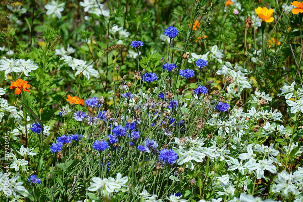 Flowerbed with Euphorbia marginata and asters Flowerbed with Euphorbia marginata and asters