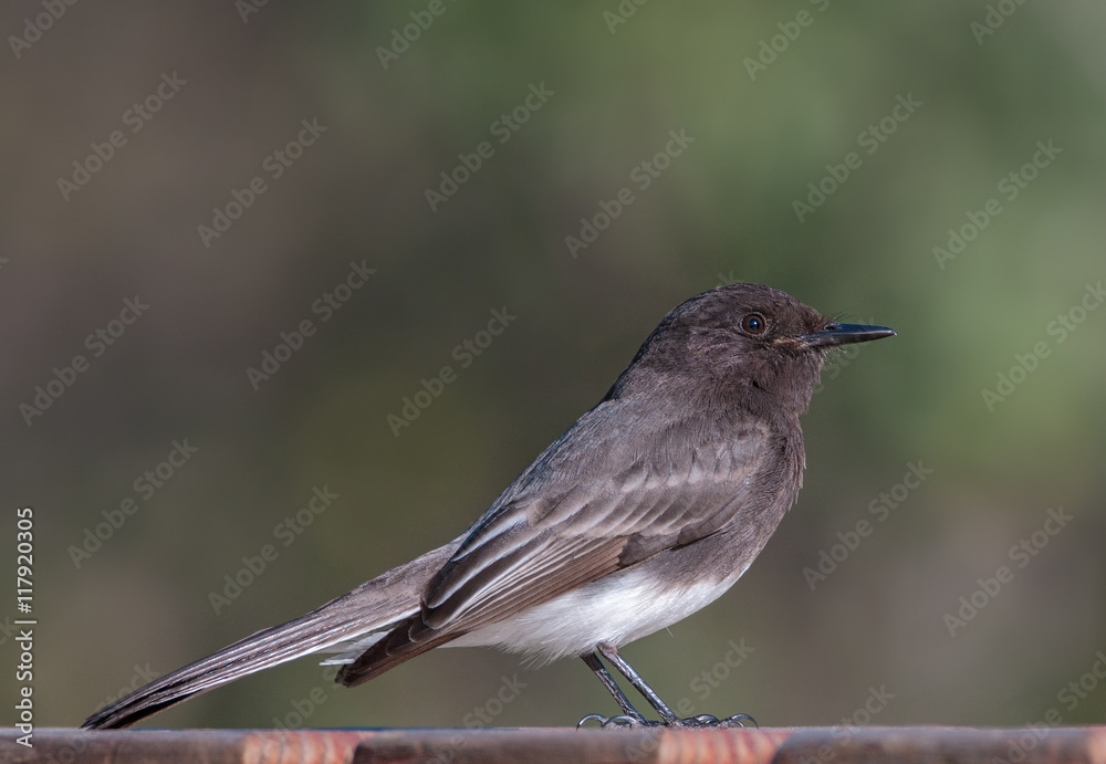 Fototapeta premium A Black Phoebe (Sayornis nigricans).