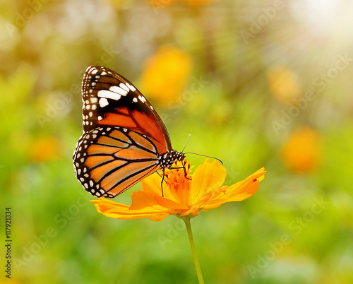 Butterflies © anatchant