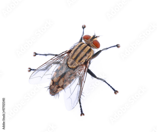  fly on white background © anatchant