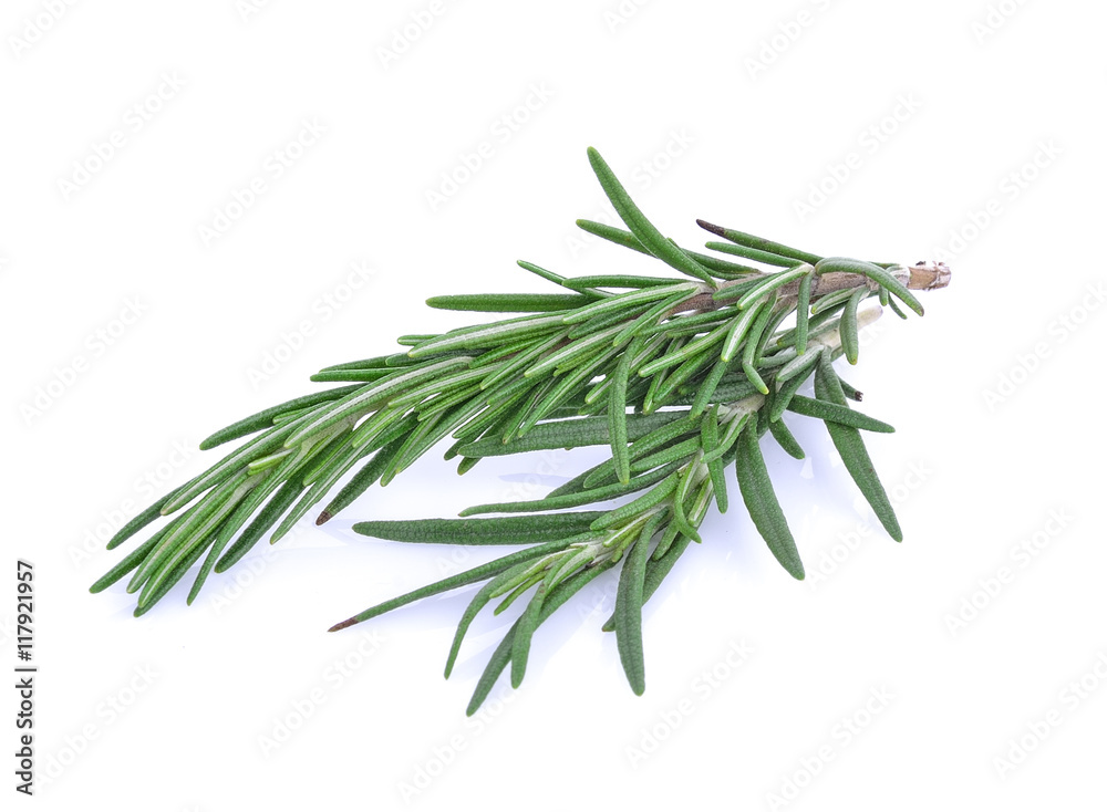 Rosemary isolated on white background