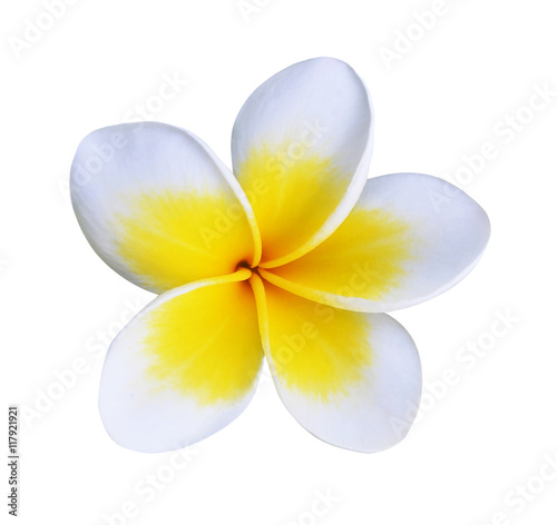 Frangipani flower isolated on white