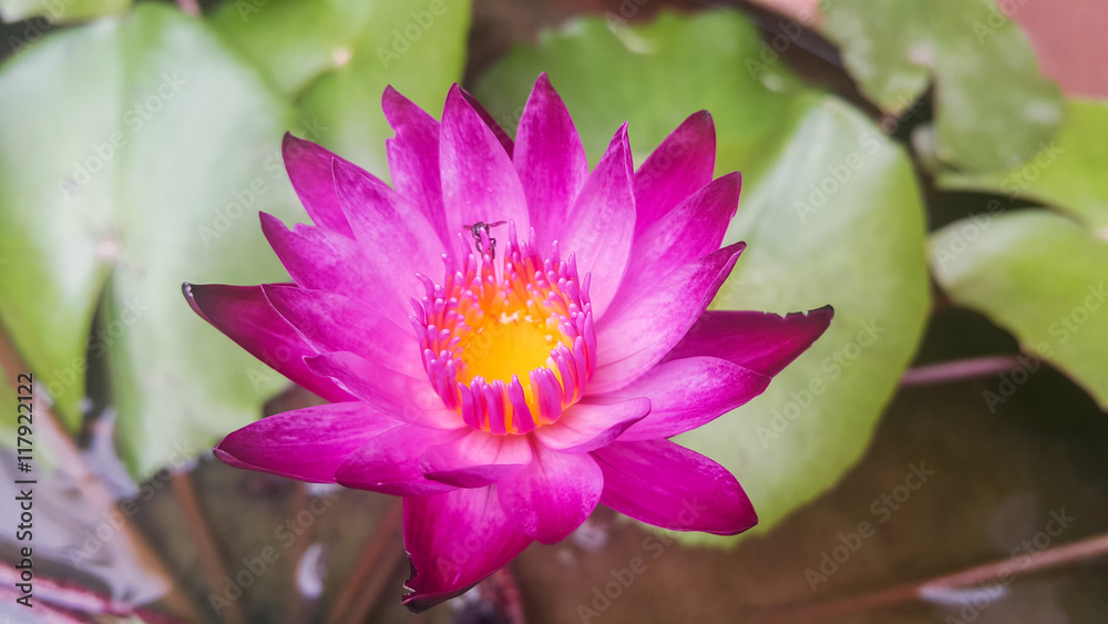 Fototapeta premium Lotus bloom in pots Purple