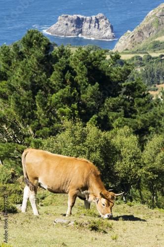 cachena cow grazing in the green mountains of Cape Ortegal, Atlantic ocean, Galicia, Spain