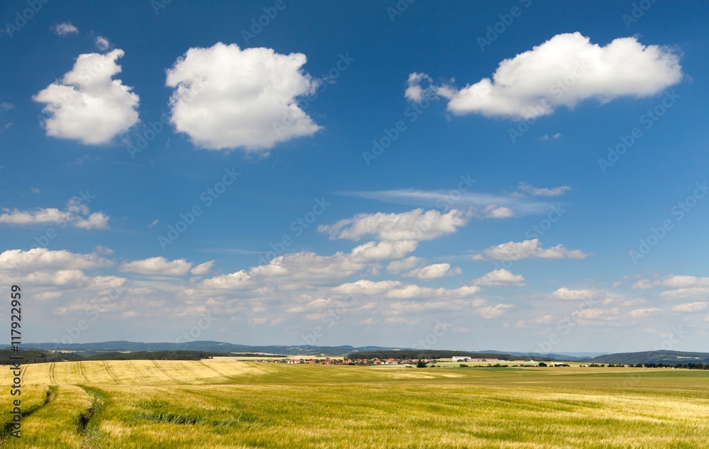 field of barley and beautiful sky with white clouds