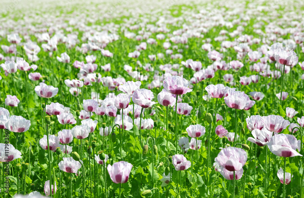 Poppy flowers in the field.