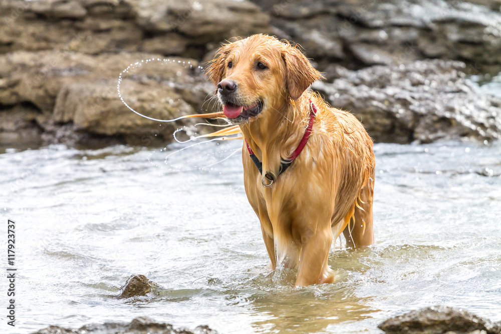 Golden retriever dog enjoying on the beach