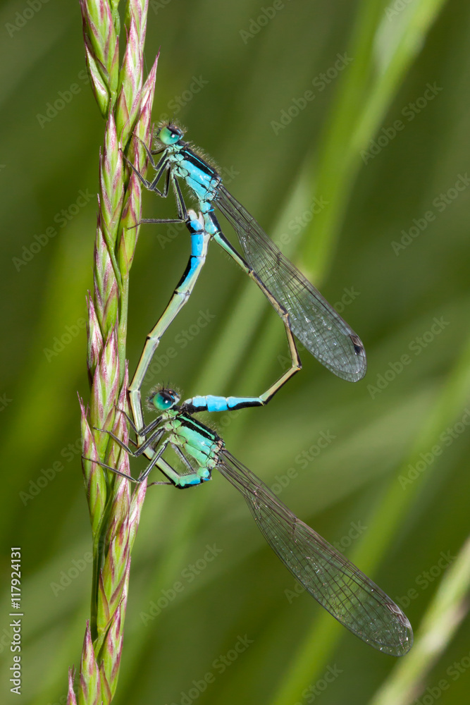 Bluetail Damselfly mating wheel (Ischnura heterosticta) Bluetail Damselfly mating wheel (Ischnura heterosticta)