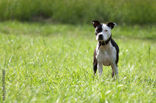 American Staffordshire Terrier standing on a meadow