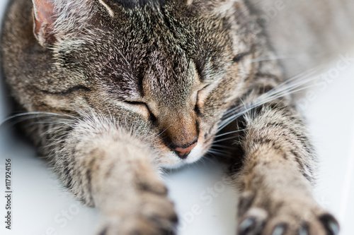 Spleeping, stretched cat photo