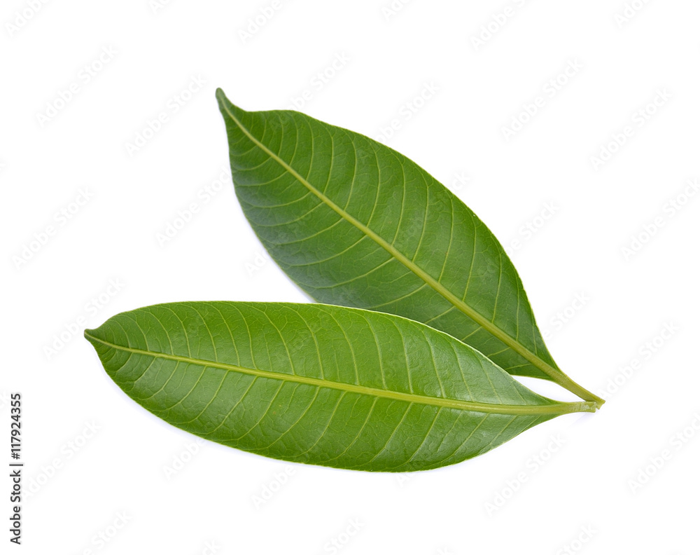 Obraz premium Mango leaf on a white background