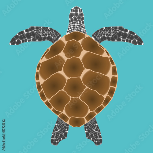 Turtle top view