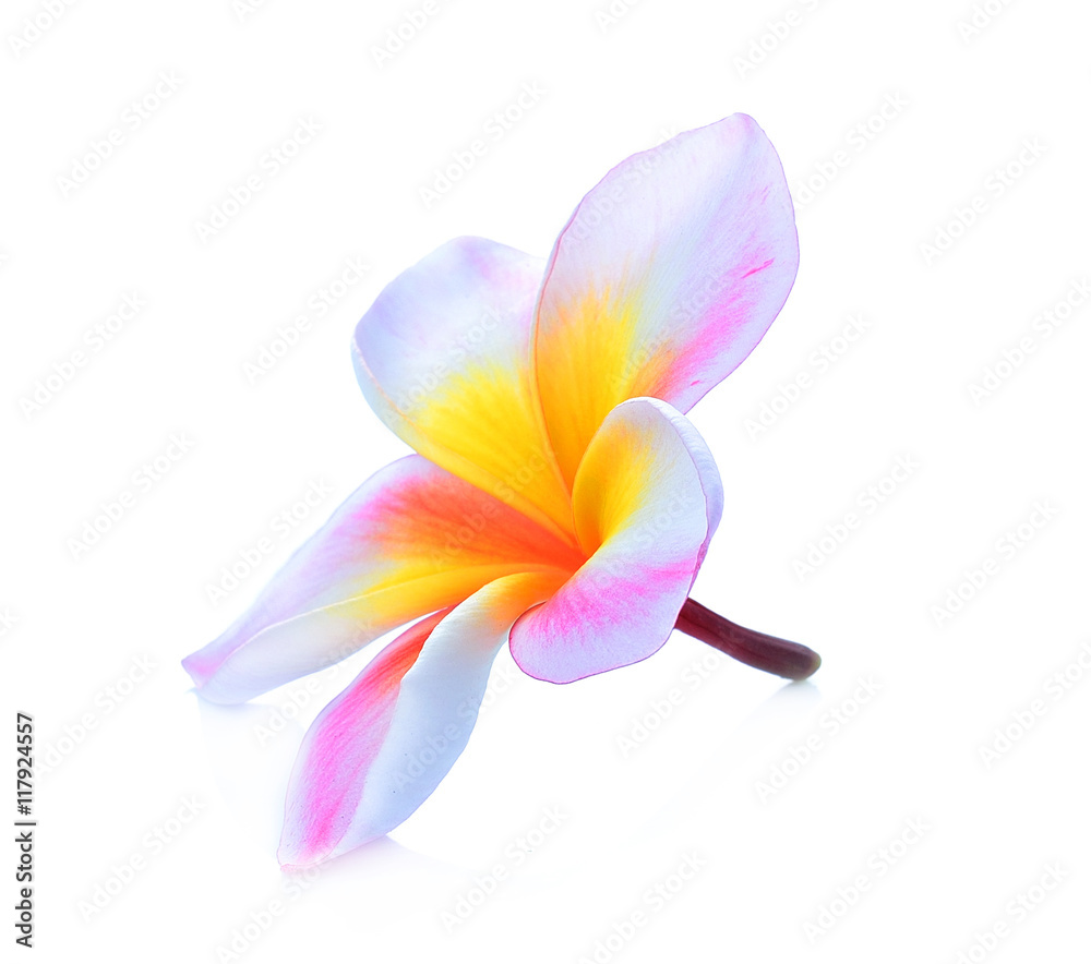 Tropical flowers frangipani (plumeria) Tropical flowers frangipani (plumeria)