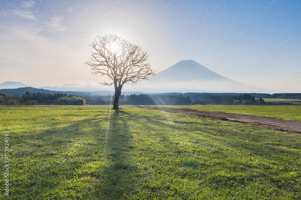 Mount Fuji with beam of light through dried tree in the moring