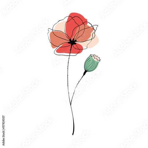 Fototapeta Naklejka Na Ścianę i Meble -  Poppy flower and capsule