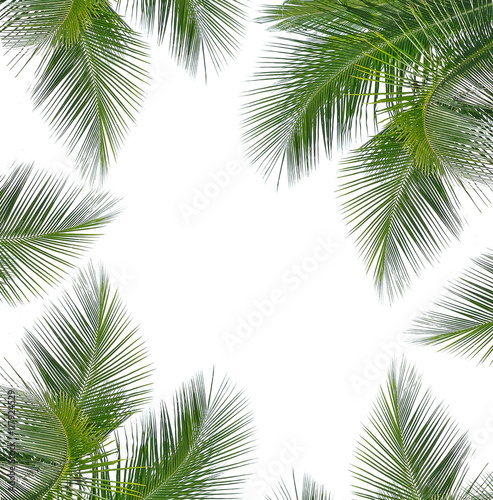 coconut leaves on white background © anatchant
