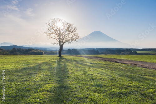 Obraz na płótnie Mount Fuji with beam of light through dried tree in the moring w salonie