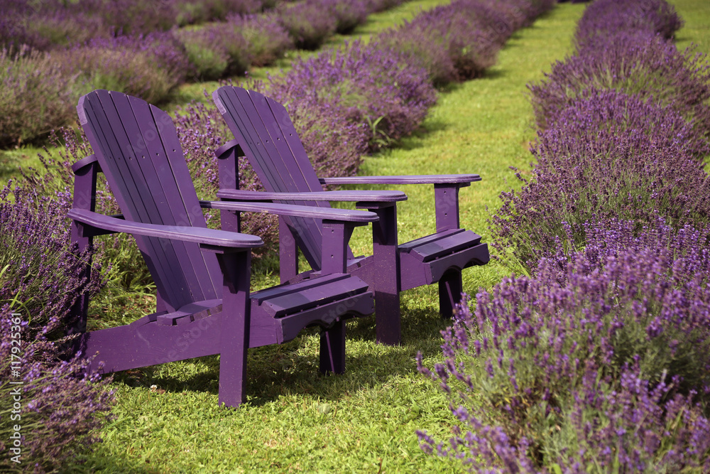 Fototapeta premium Chairs and lavender