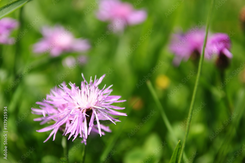 Obraz premium The meadow flowers are catching the sun. 