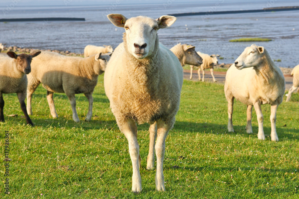 The sheep is standing on the field by the sea and is watching you. 