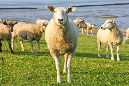 The sheep is standing on the field by the sea and is watching you. 