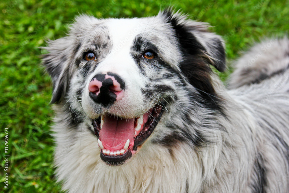 A cute australian shepherd looking up in the sky and smiling