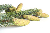 Closeup of a fir tree branch with fir cones. Isolated on white background.