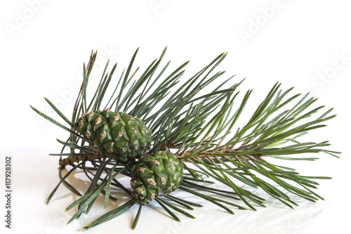 Closeup of a pine tree branch with pine cones. Isolated on white background.