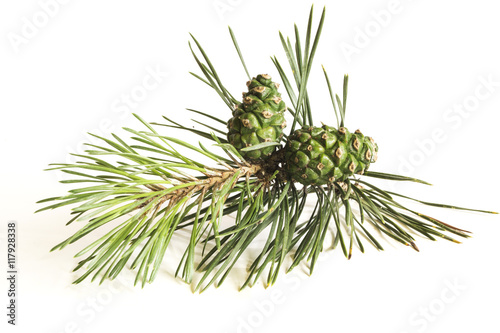 Closeup of a pine tree branch with pine cones. Isolated on white background.