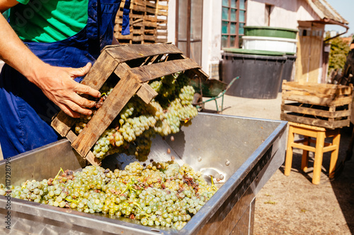 Making Wine