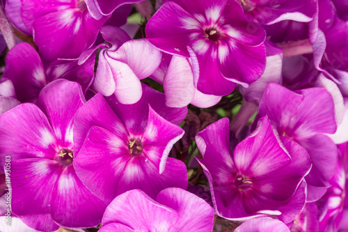 Purple background of blooming phloxs flowers