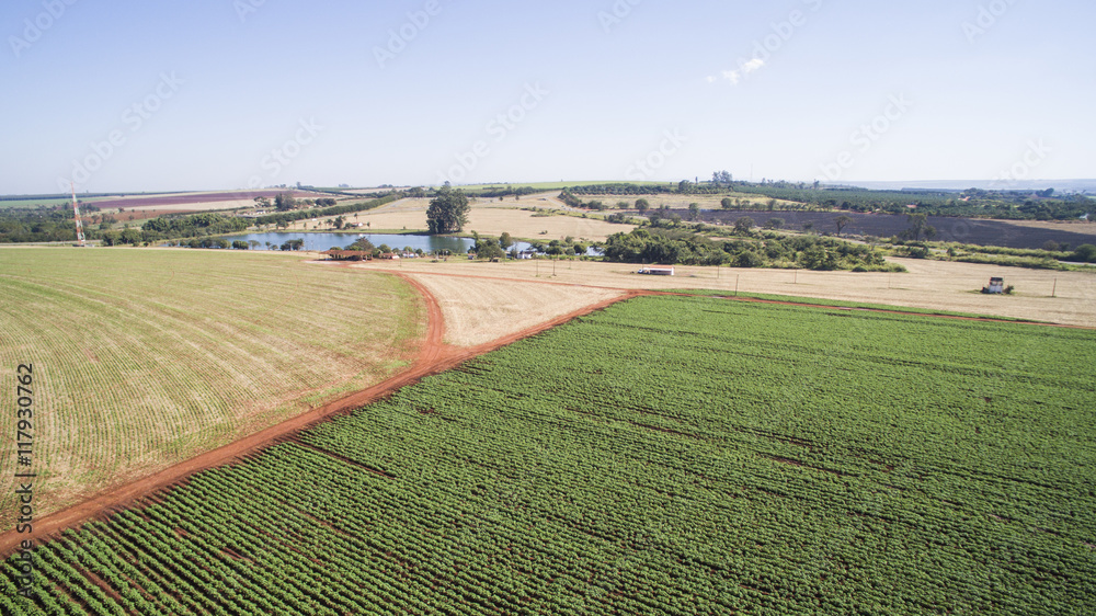 Aerial view of the Potatoes plantation in Sao Paulo state- Brazi