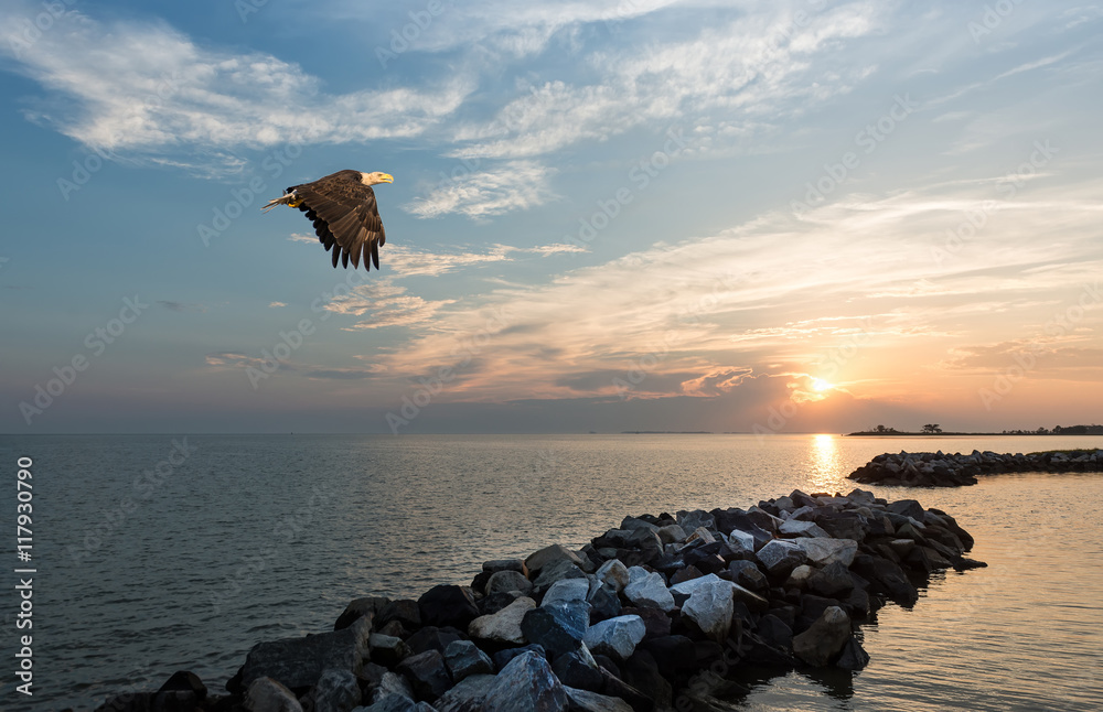 Obraz premium Bald Eagle flying over a jetty on the Chesapeake Bay at sunset