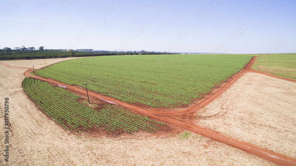Aerial view of the Potatoes plantation in Sao Paulo state- Brazi