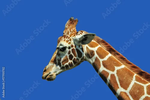 Obraz Łeb żyrafy z profilu na tle błękitu 2